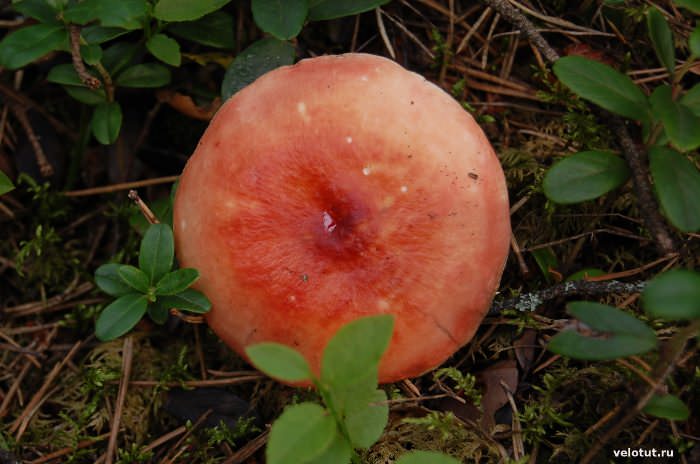 красный гриб