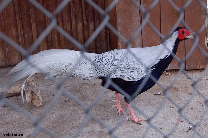 серебряный фазан