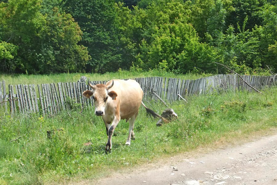 корова в поселке